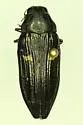 Buprestis laeviventris - photo 4