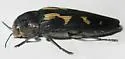 Buprestis laeviventris - photo 5