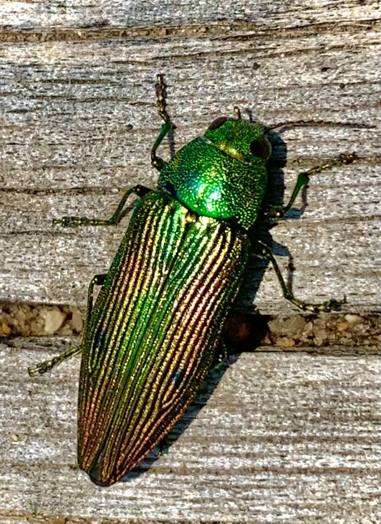 Buprestis langii - photo 2