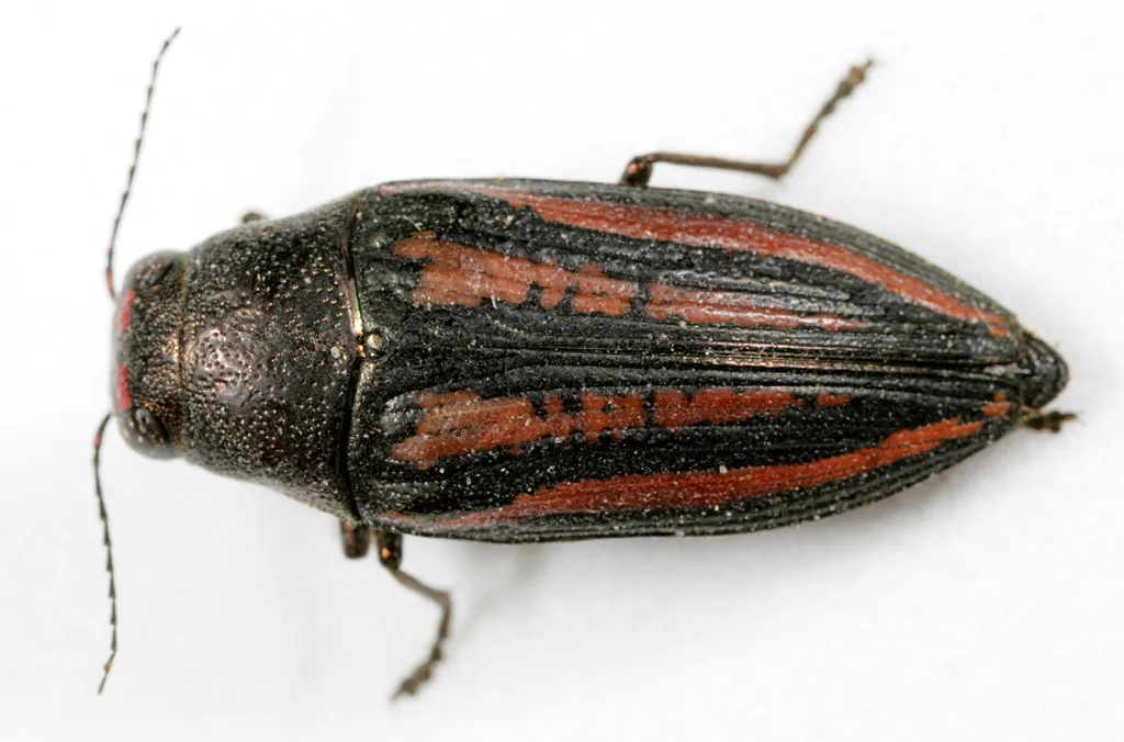 Lined Buprestis - photo 2