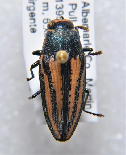 Lined Buprestis - photo 3