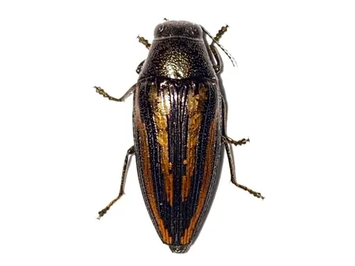 Lined Buprestis - photo 4