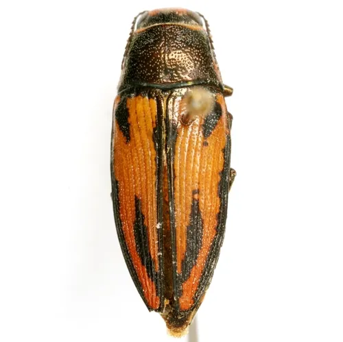 Lined Buprestis - photo 5