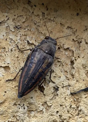 Lined Buprestis - photo 6