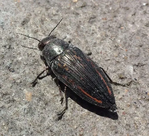 Lined Buprestis - photo 7