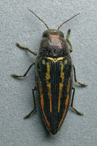 Lined Buprestis - photo 8
