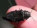 Buprestis lyrata - Buprestis lyrata