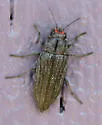 Buprestis lyrata - photo 2
