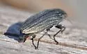 Buprestis lyrata - photo 3