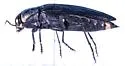 Buprestis lyrata - photo 4