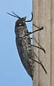 Buprestis lyrata - photo 5