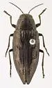 Ventrally-spotted Buprestid