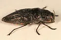 Ventrally-spotted Buprestid - photo 2