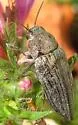 Ventrally-spotted Buprestid - photo 3