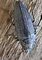Ventrally-spotted Buprestid - photo 4