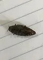 Ventrally-spotted Buprestid - photo 5