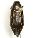 Buprestis maculipennis - photo 2