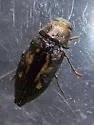Buprestis maculipennis - photo 3