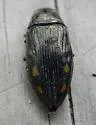 Buprestis maculipennis - photo 4