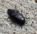 Buprestis nutalli - photo 2