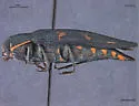 Buprestis nutalli - photo 4