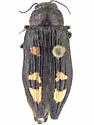 Buprestis nutalli - photo 5