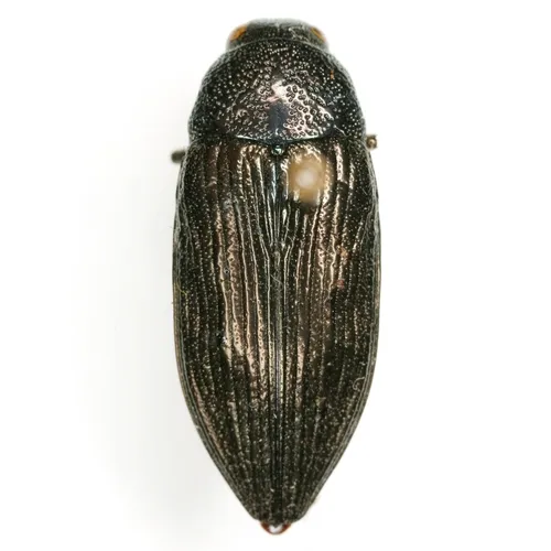 Buprestis parmaculativentris