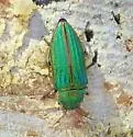 Buprestis prospera - photo 2