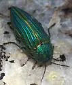 Buprestis prospera - photo 3