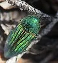 Buprestis prospera - photo 5