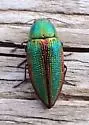 Buprestis salisburyensis - photo 2
