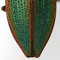 Buprestis salisburyensis - photo 3