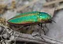 Buprestis salisburyensis - photo 4
