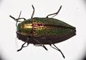 Buprestis salisburyensis - photo 5