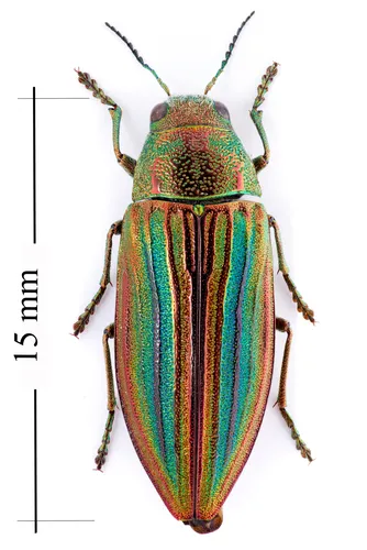Buprestis striata