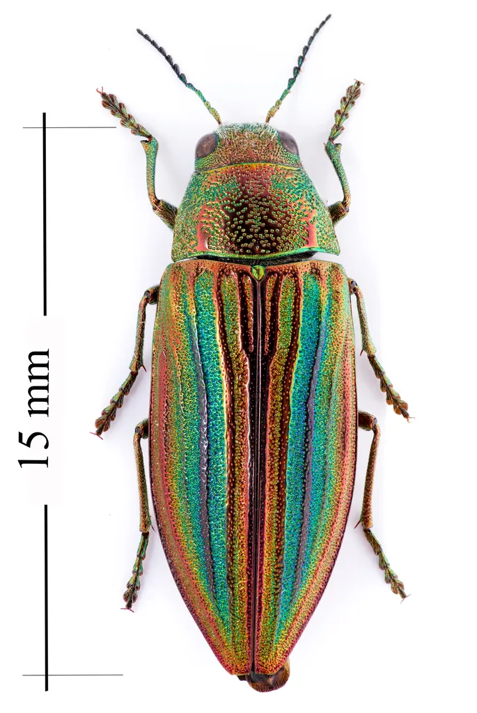 Buprestis striata - photo 2