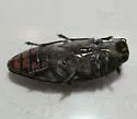 Buprestis subornata