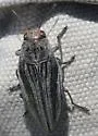 Buprestis subornata - photo 4