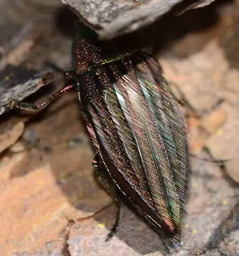 Wrinkled-neck Buprestid Beetle - photo 2