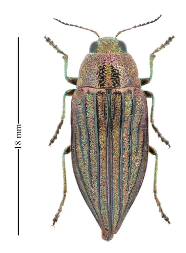 Wrinkled-neck Buprestid Beetle - photo 4