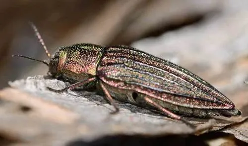 Wrinkled-neck Buprestid Beetle - photo 5
