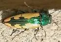 Buprestis viridisuturalis - photo 2