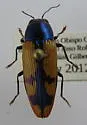Buprestis viridisuturalis - photo 3