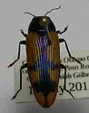 Buprestis viridisuturalis - photo 4