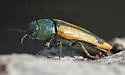 Buprestis viridisuturalis - photo 5