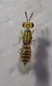 Burkseus robustus