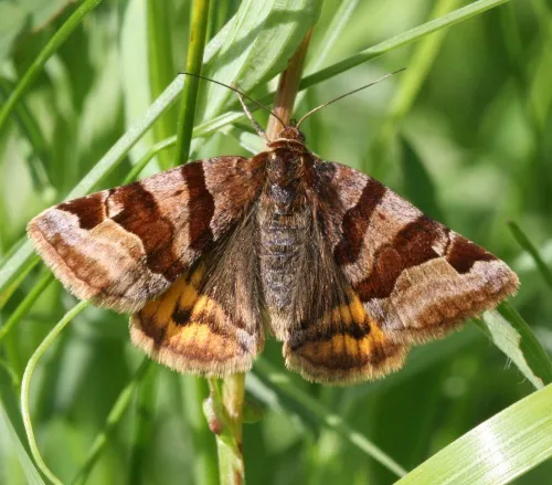 Burnet Companion