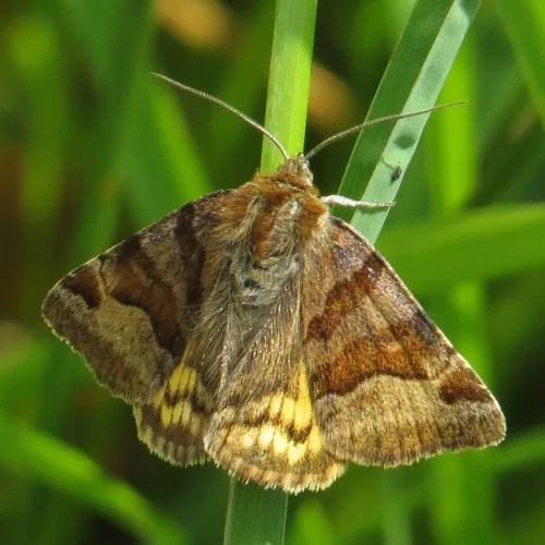 Burnet Companion - photo 2