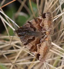 Burnet Companion - photo 3
