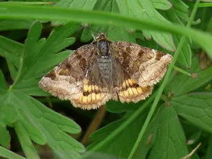 Burnet Companion - photo 4